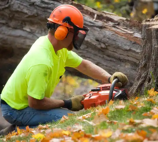 tree services Placitas